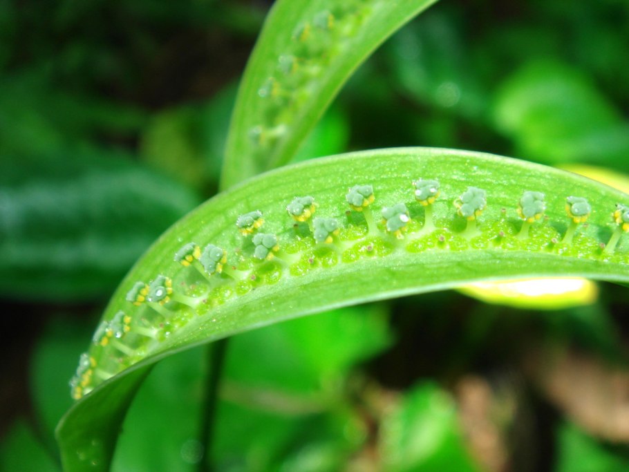 Монстера Делициоза Вариегата