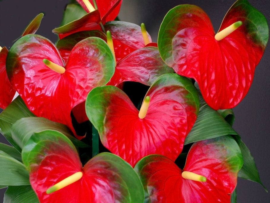 Необычные листья