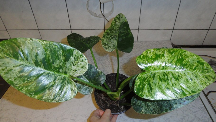 Церцестис (ректофиллум)