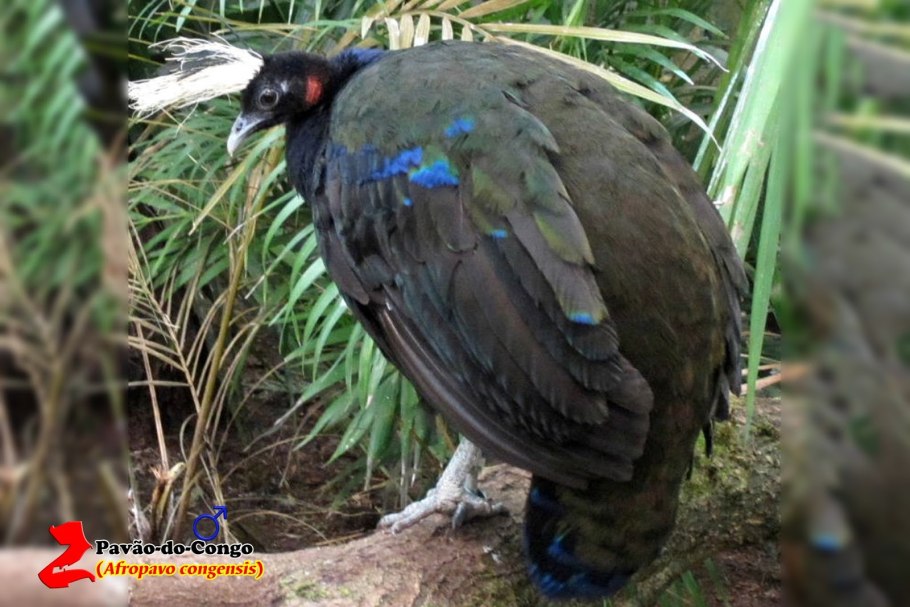 Аптения кордифолия