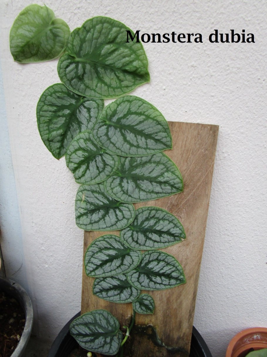Monstera dubia