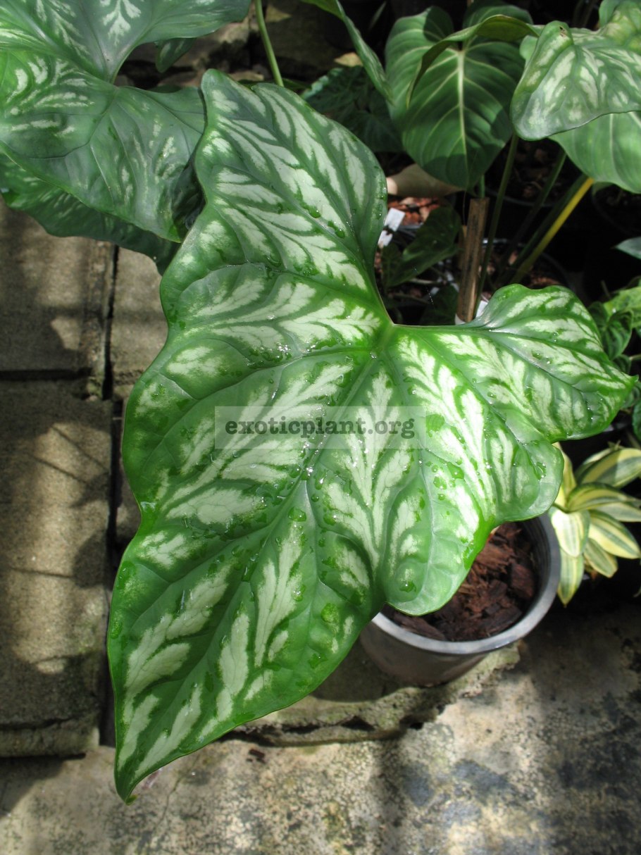 Колокасия Вайт лава