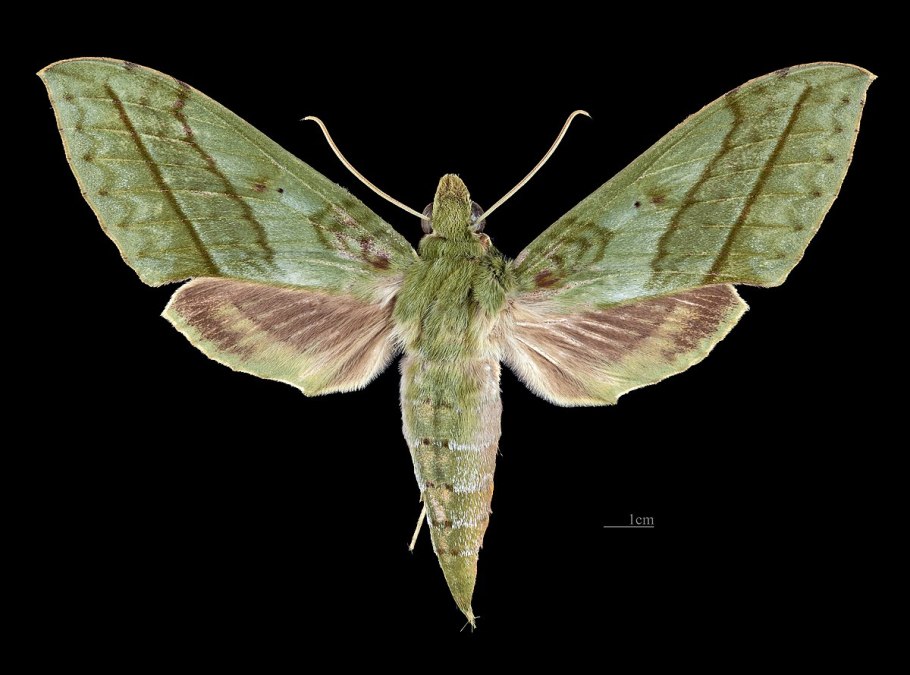 5320-1602512 Цилиндр сцепления главный КАМАЗ