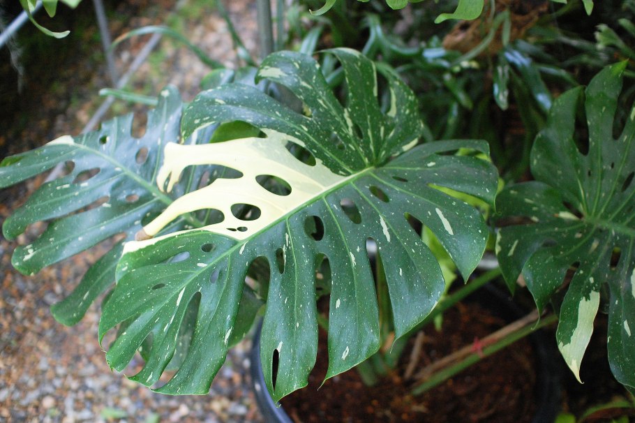 Micragone neonubifera