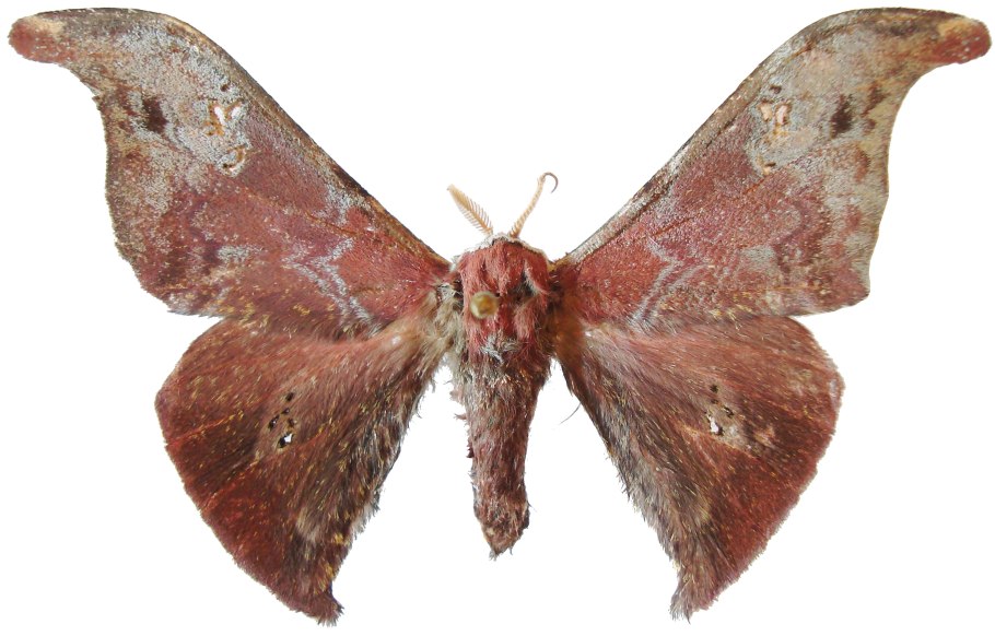 Xylophanes crenulata