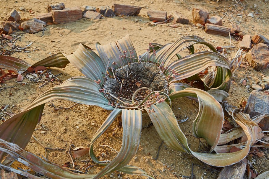 Меластома малабарская