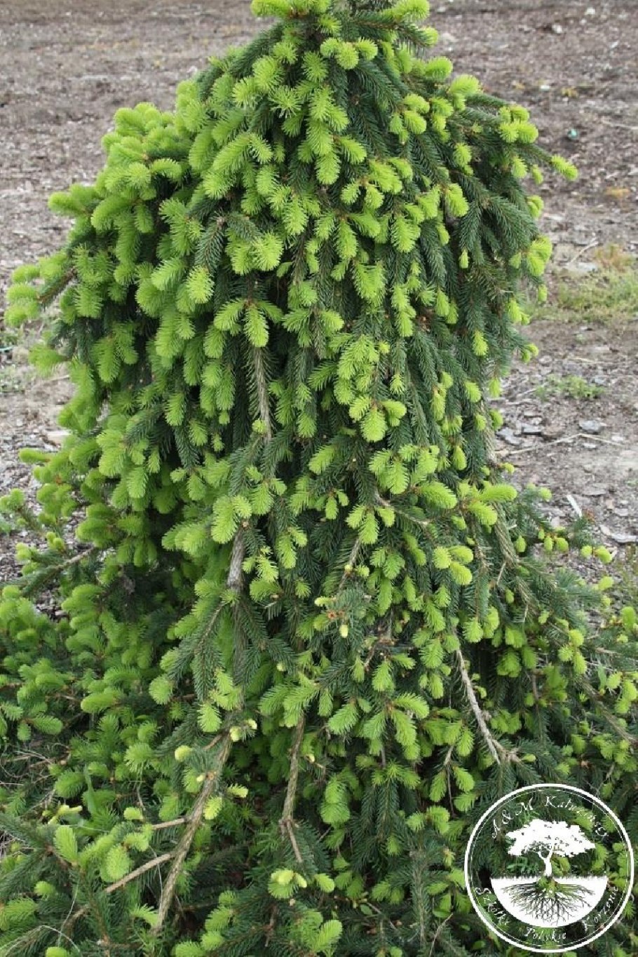 Ель Инверса (Picea Abies inversa)