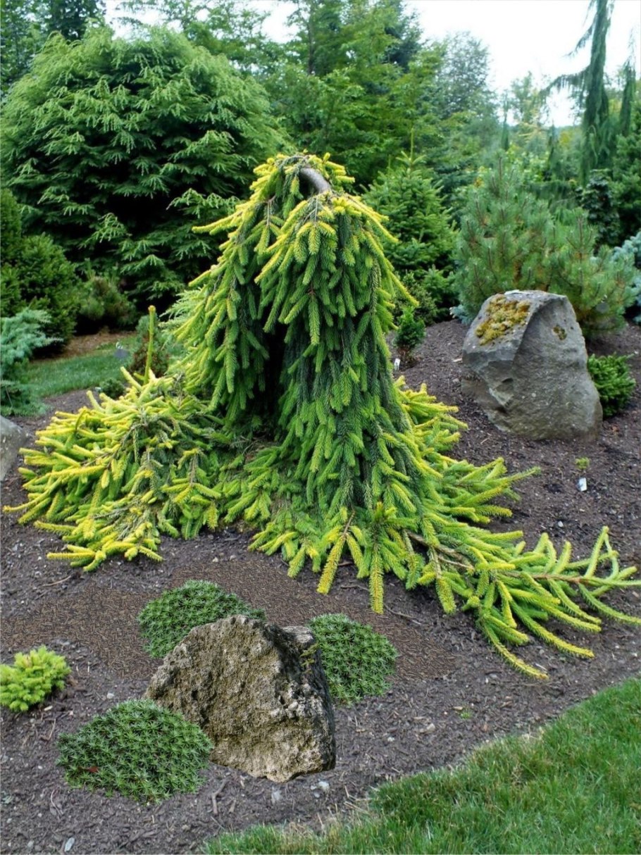 Picea Abies Инверса