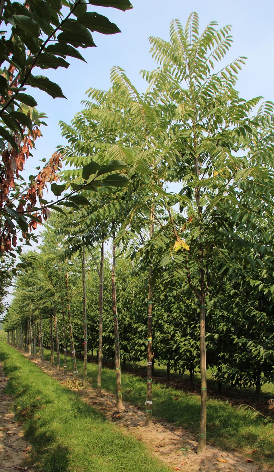 Цедрела дерево