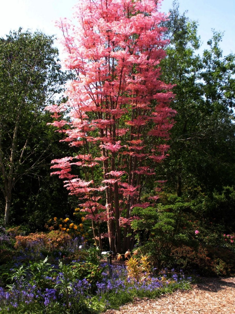 Цедрела китайская