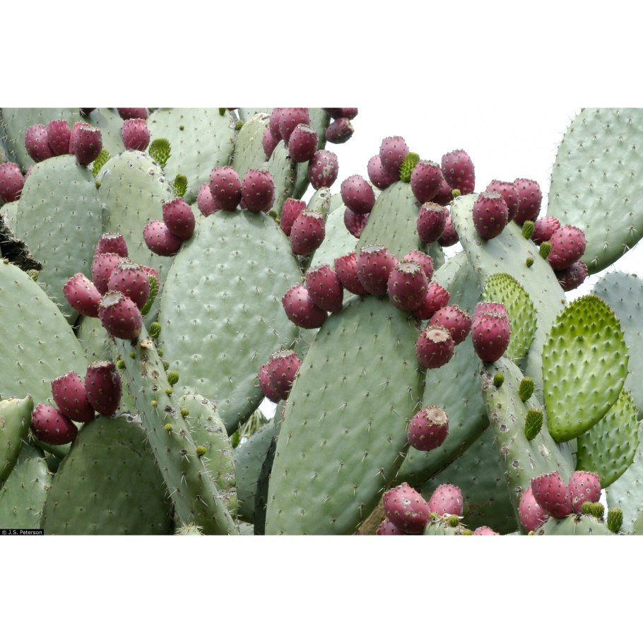 Первые цветущие деревья