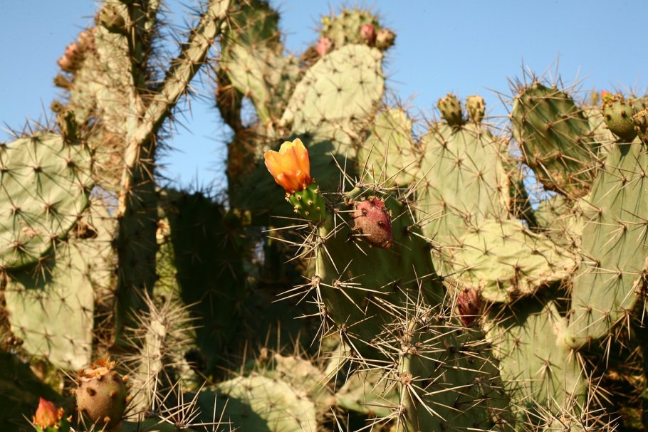 Prickly Pear Cactus