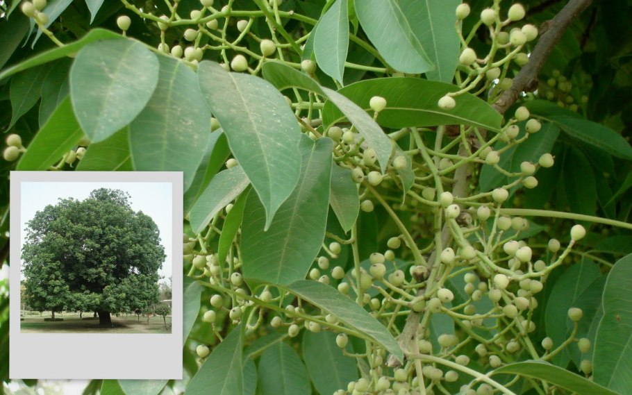 Toona ciliata in China
