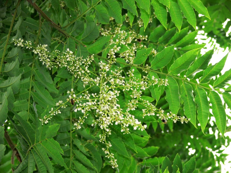 Цедрела (Cedrela sinensis
