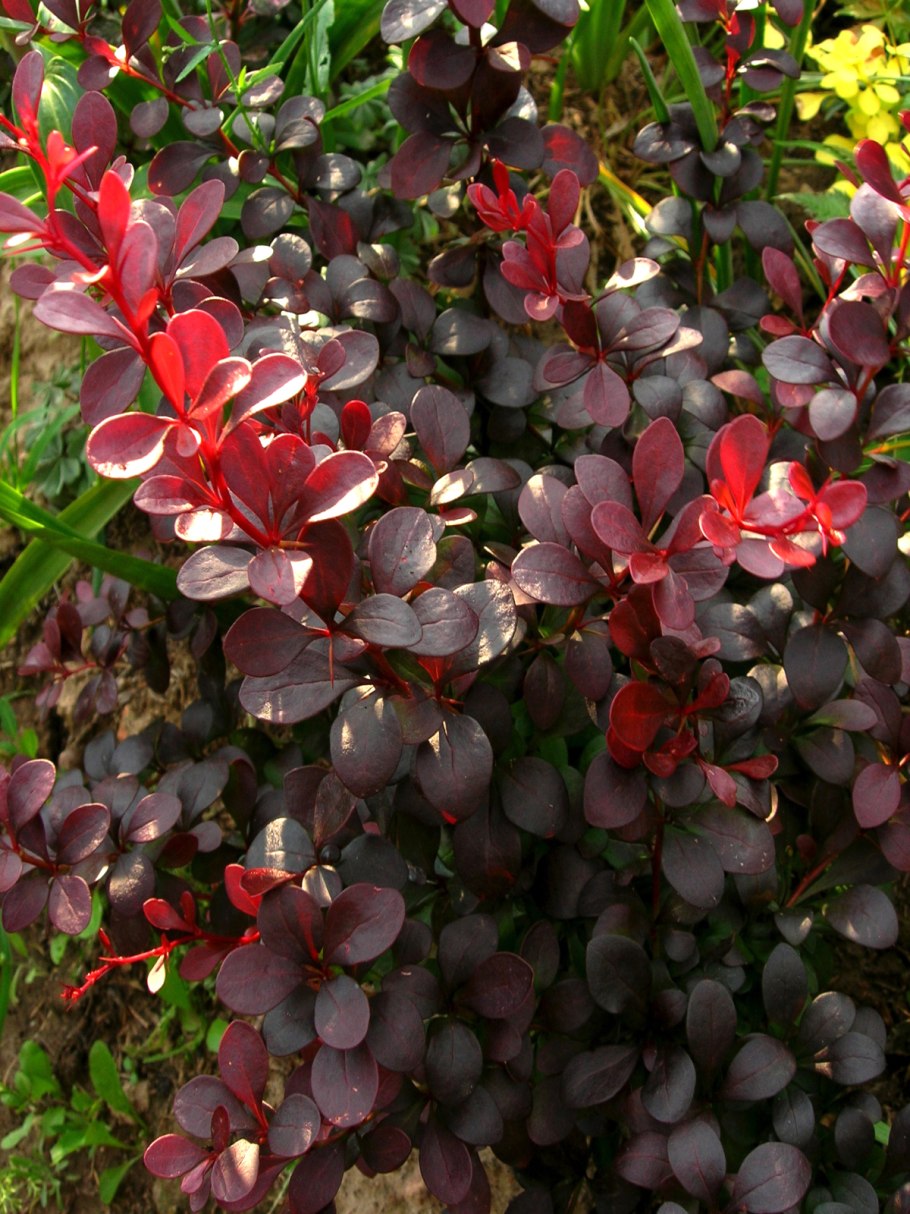 Цедрела Тондуза