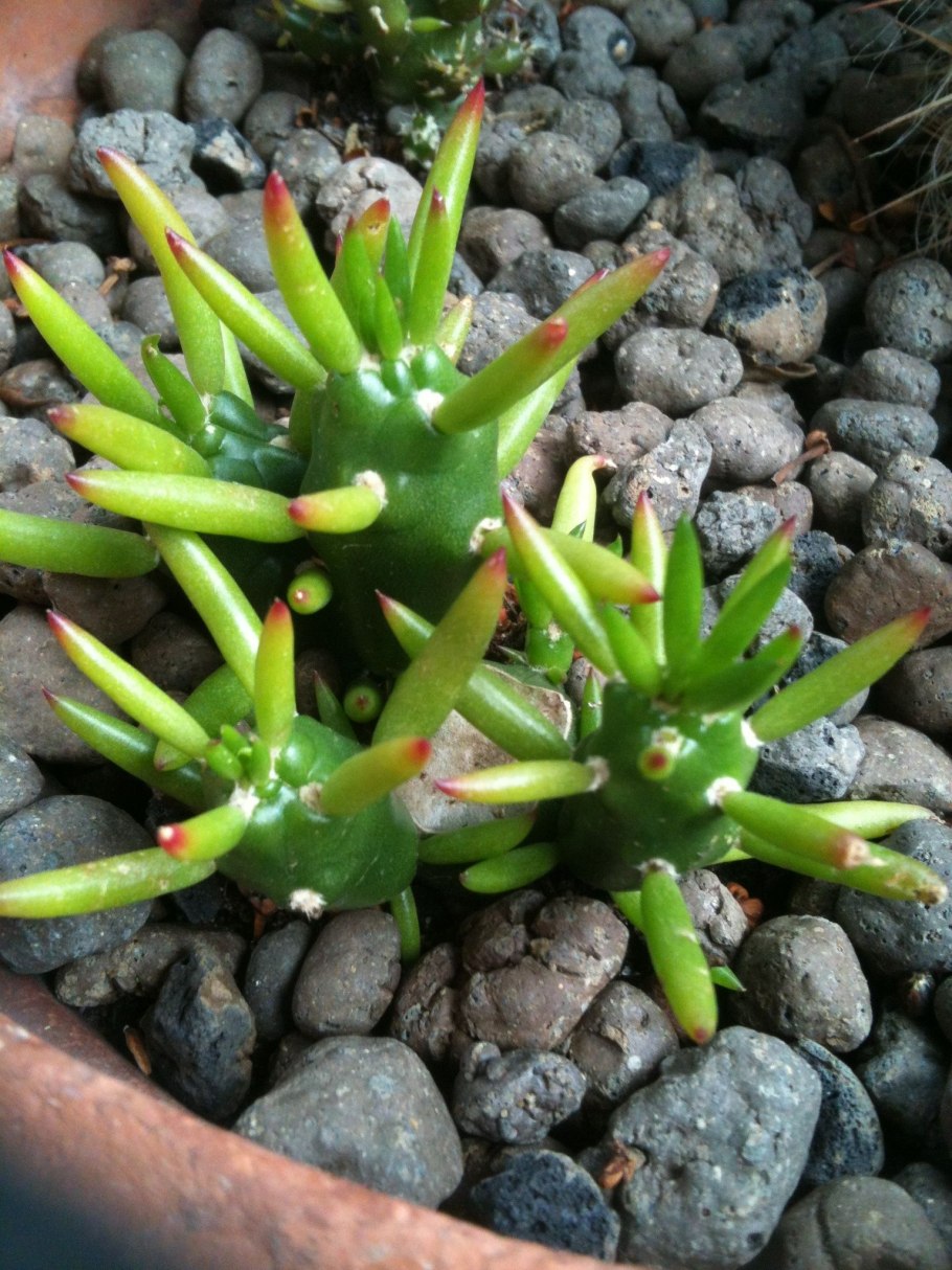 Цветение магнолии Клеопатра