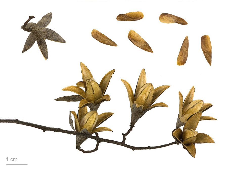 Опунция Кактус Мексика