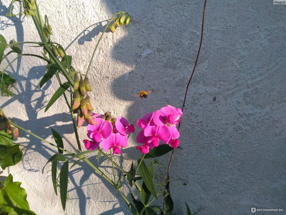 Кактус опунция Мехико