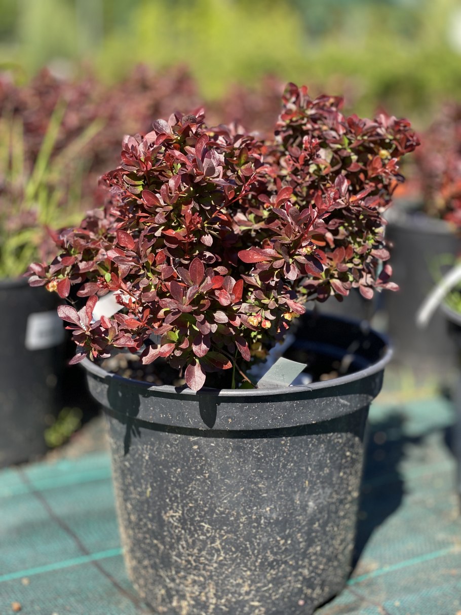 Листья личи