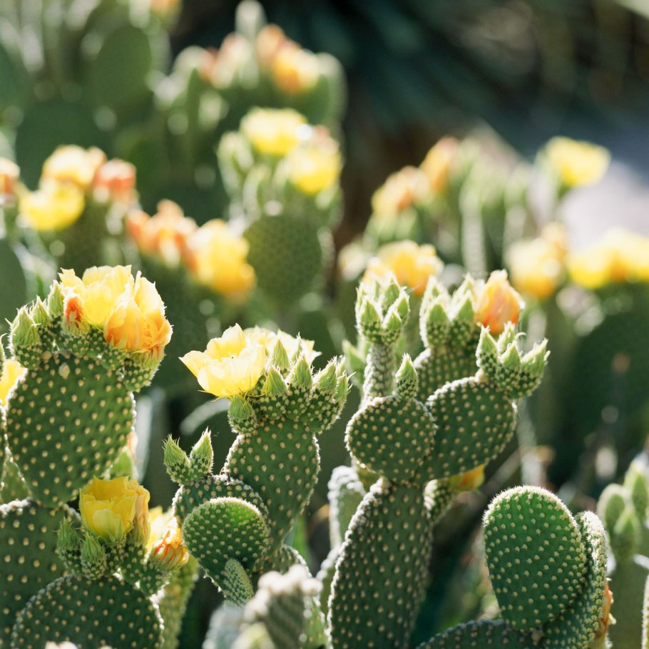 Барбарис Тунберга (Berberis thunbergii &#96;Red Rocket&#96;)