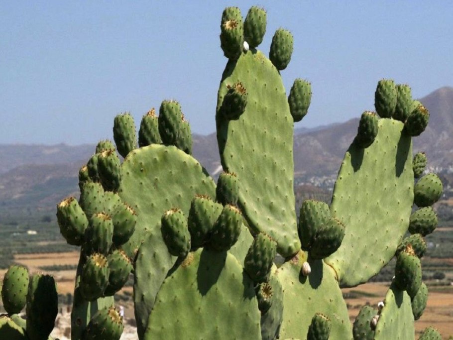 Опунция Инжирная Кактус