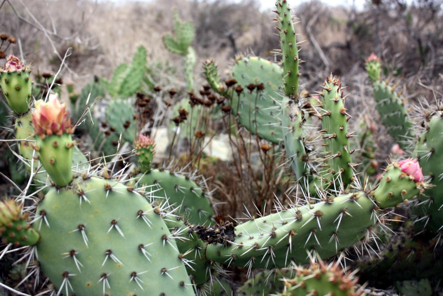 Клещевина обыкновенная