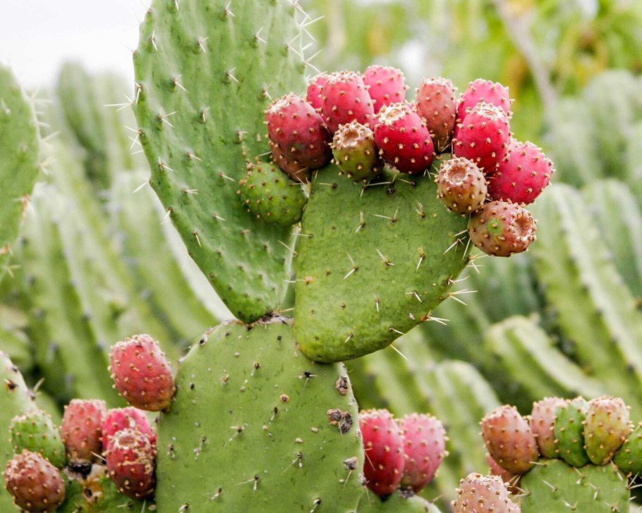 Туна Кактус