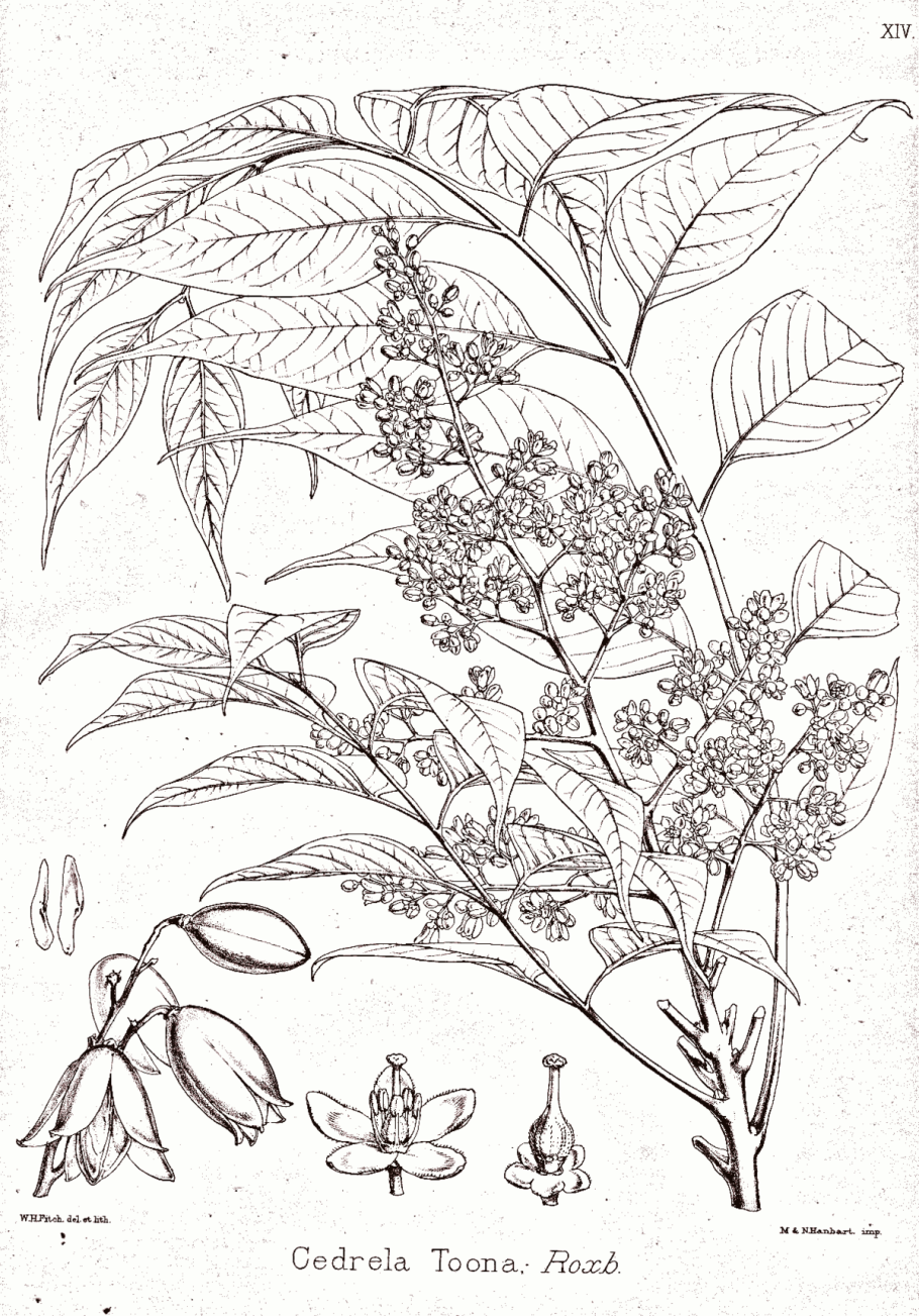 Барбарис Тунберга Atropurpurea