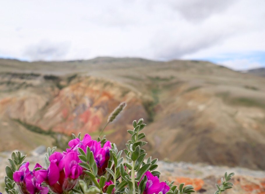 Остролодочник тодомоширский