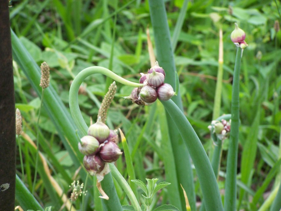 Allium paniculatum