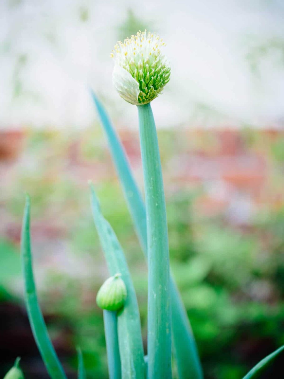 Лук косой Allium obliquum
