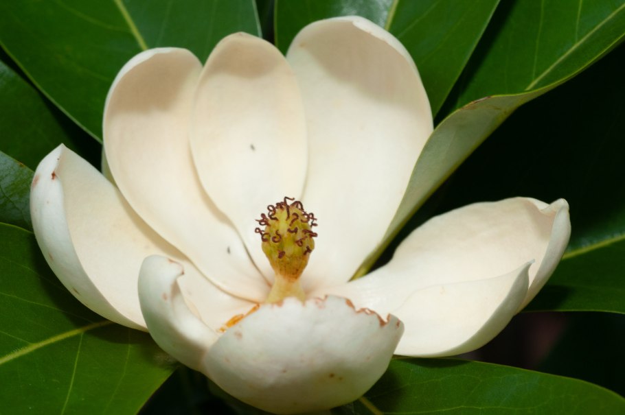 Magnolia virginiana