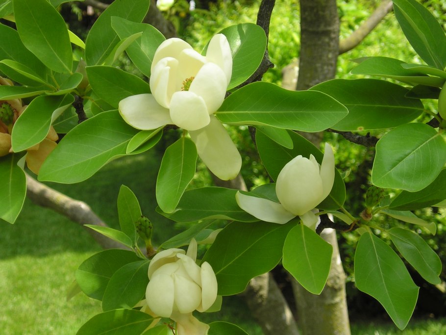 Магнолия дерево