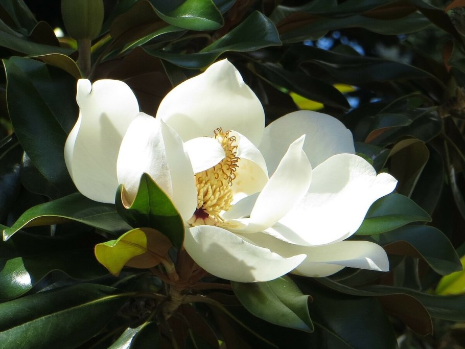 Магнолия трехлистная