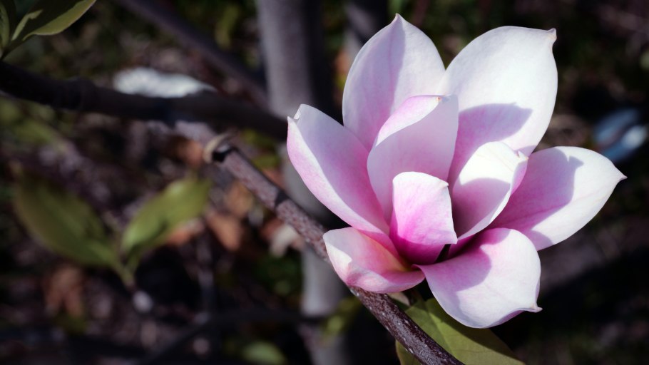 Магнолия трехлистная