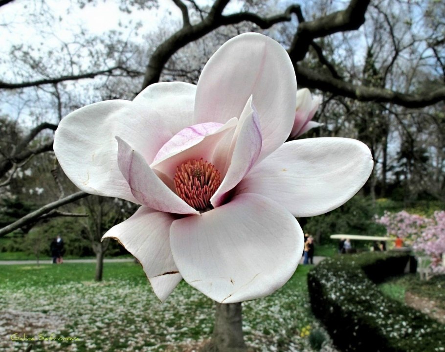 Магнолия Абхазия дерево