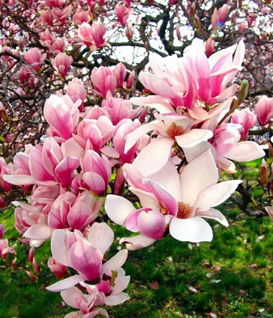 Магнолия гибридная Сьюзан