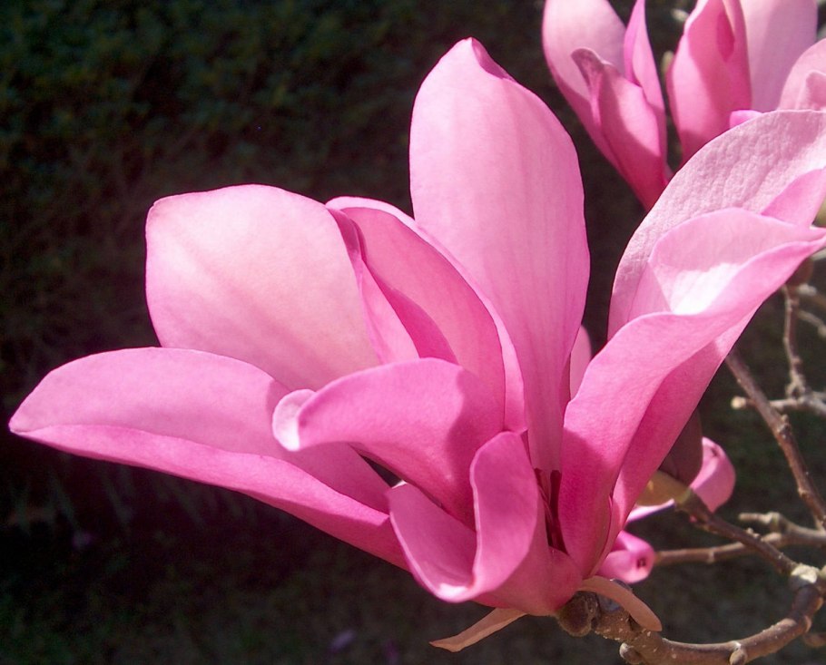 Магнолия лилиецветная