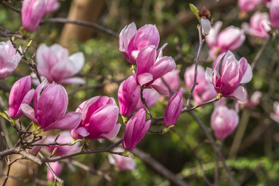 Лилейная Магнолия