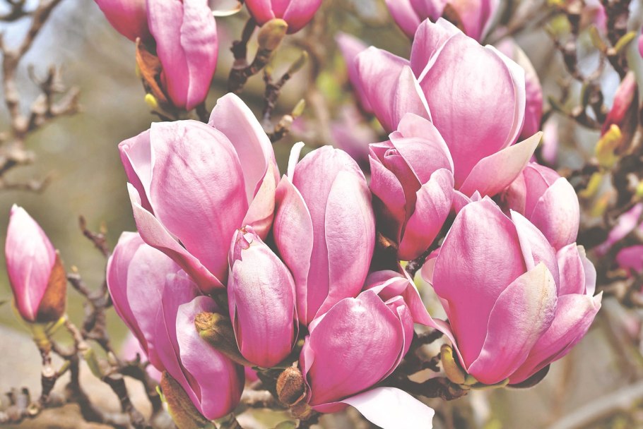 Магнолия дерево