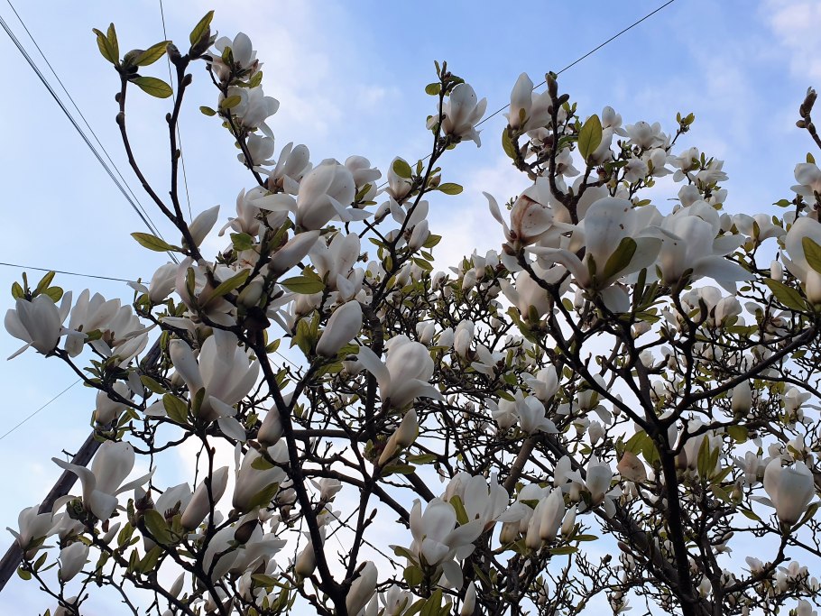 Магнолия стеллата