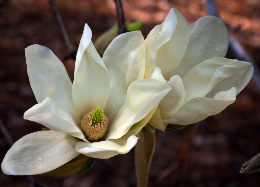 Цветы магнолии