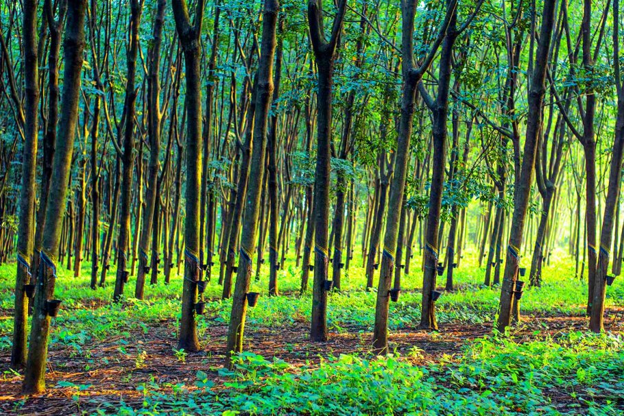 Гевея Южная Америка