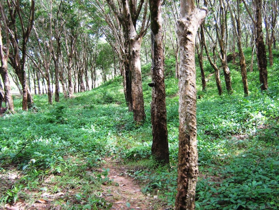 Гевея Южная Америка