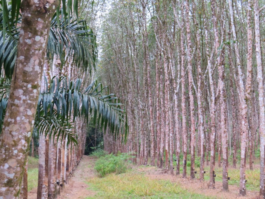 Гевея дерево