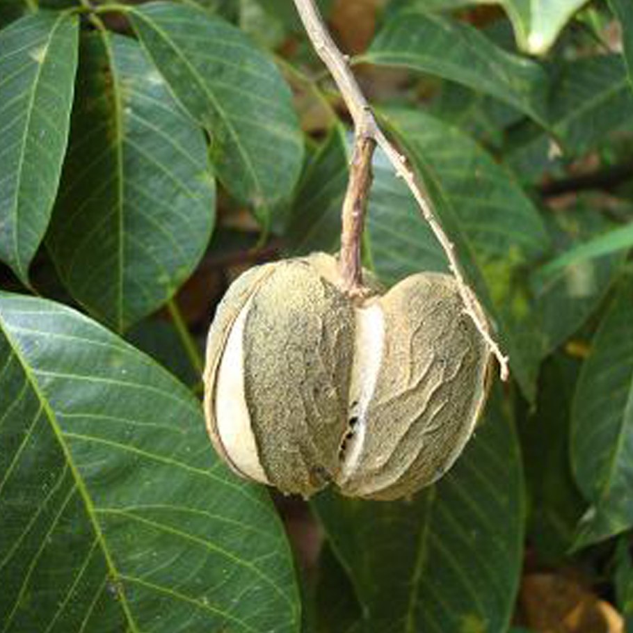 Гевея бразильская плоды