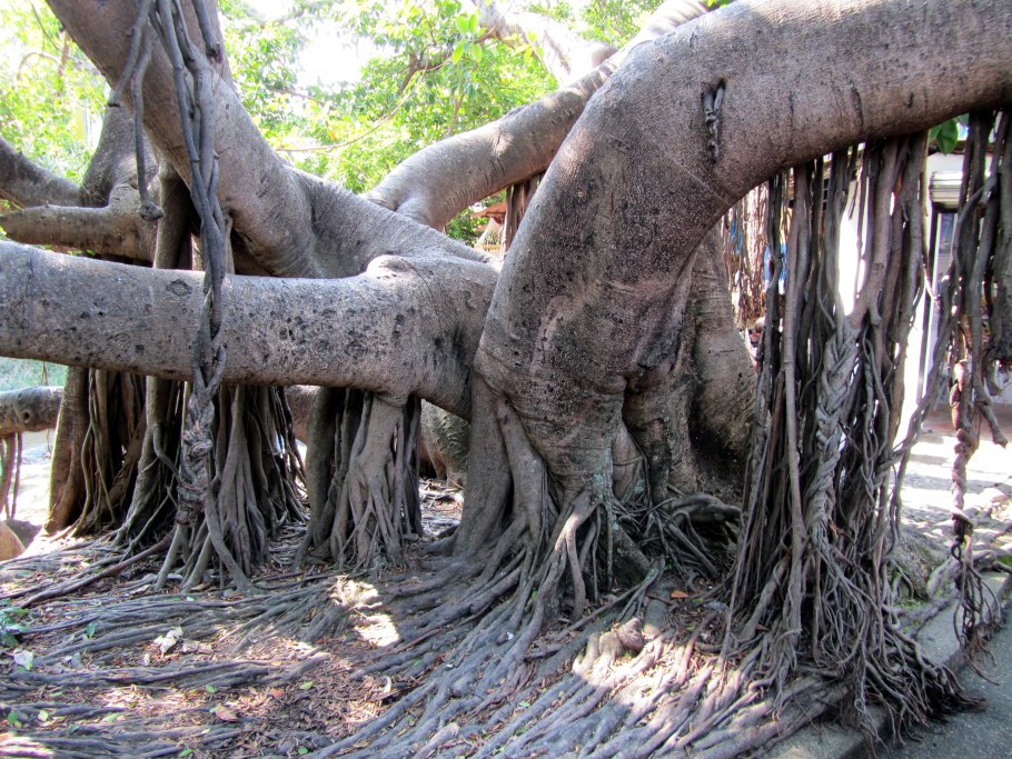 Гевея Южная Америка