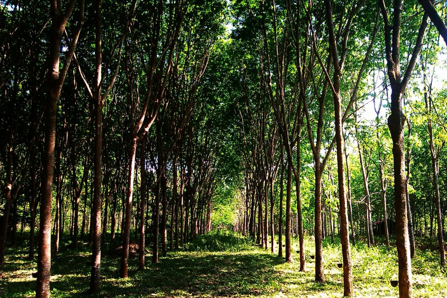 Каучуконос гевея