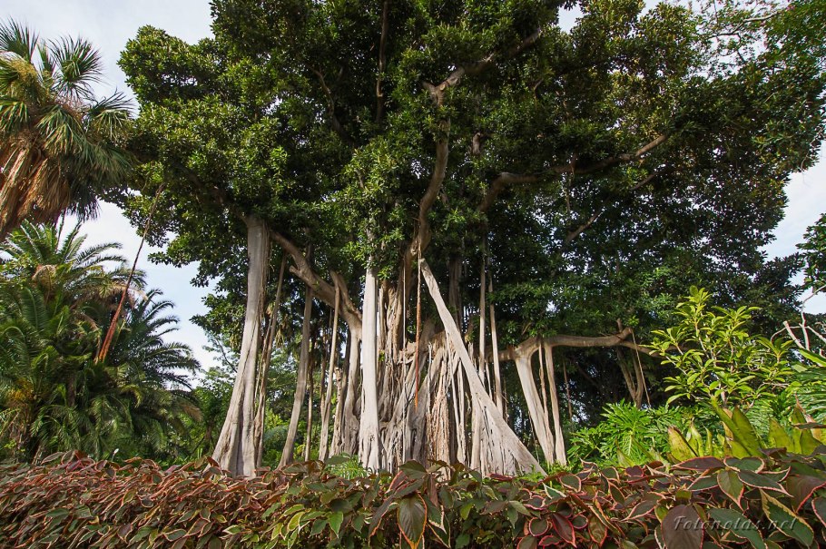 Гевея гвианская