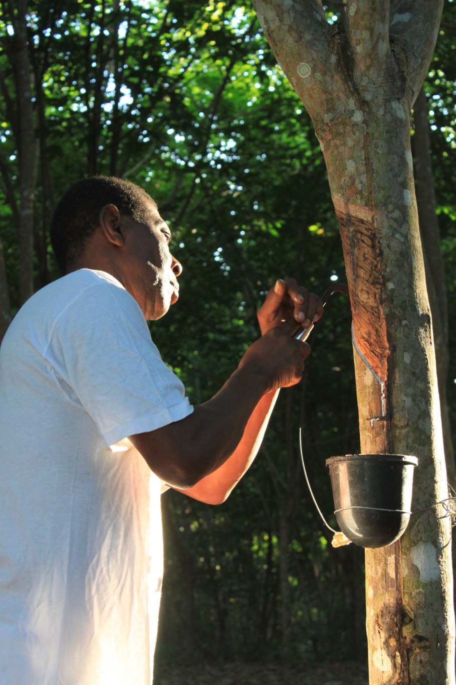Каучуковая роща
